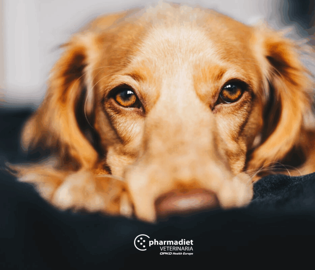 Pharmadiet Veterinaria: 4 tips para dar brillo al pelaje de tu perro