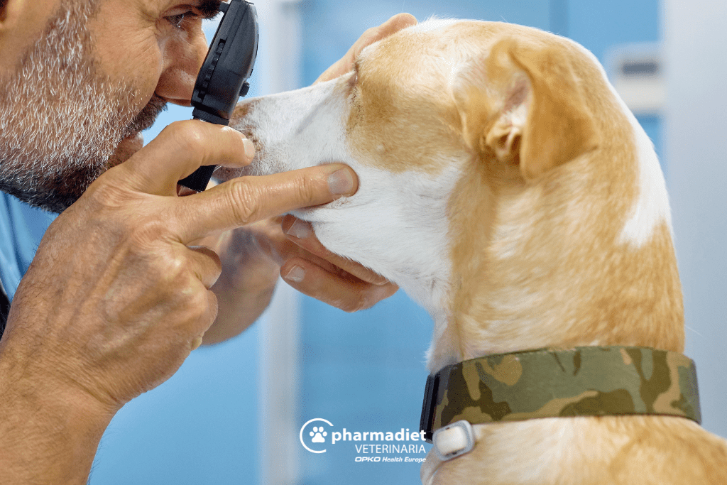Enfermedades oculares comunes en perros