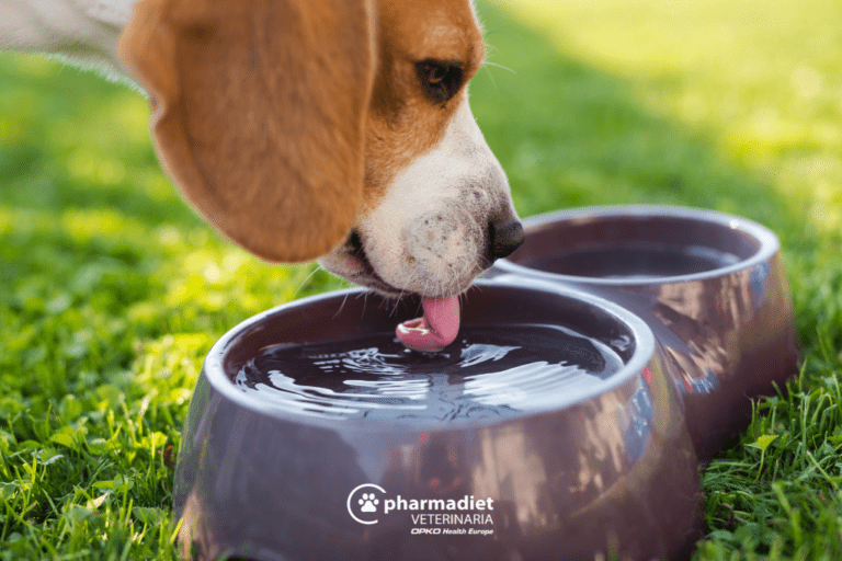 Golpe de calor en perros - Pharmadiet Veterinaria