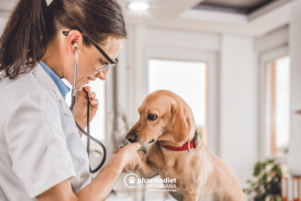 Marketing clinica veterinaria - Pharmadiet Veterinaria