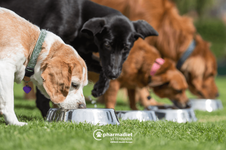 puedes alimentar a un perro con demasiado hígado