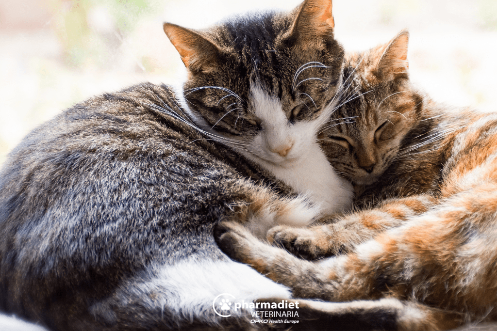 Diarrea en gatos – Pharmadiet Veterinaria