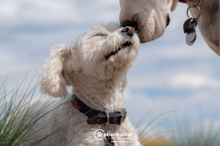 Infección de orina: información y síntomas - Pharmadiet Veterinaria