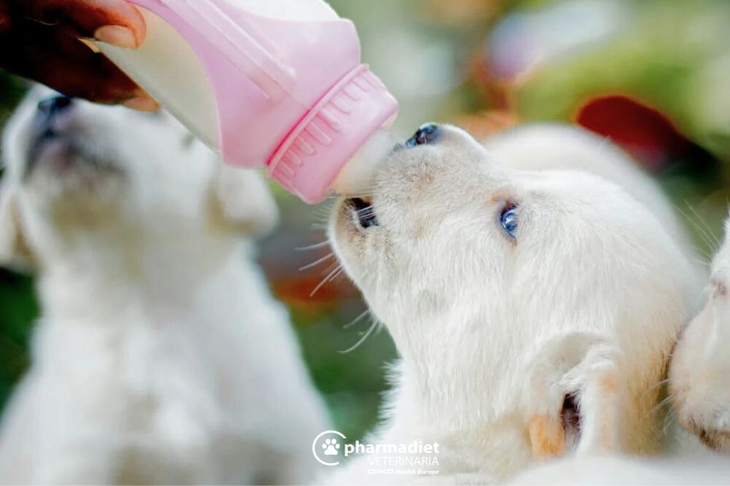 Alimentación cachorros, nutrientes esenciales y cuidados esenciales para su desarrollo.